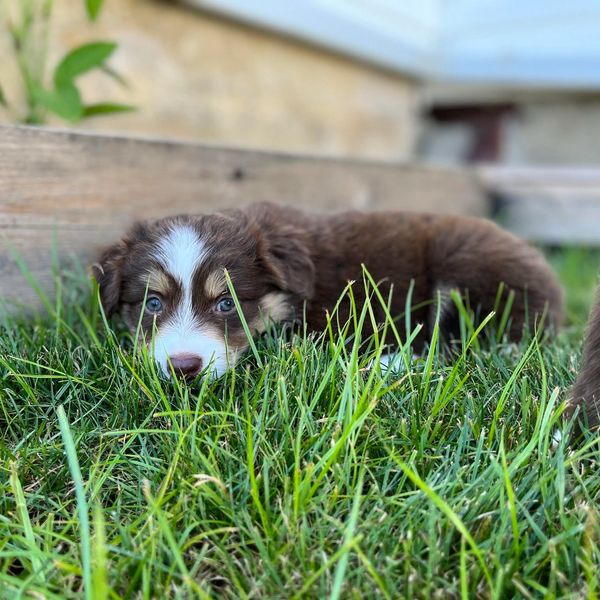 All That Auss Miniature Aussies Mini Aussie, Mini American